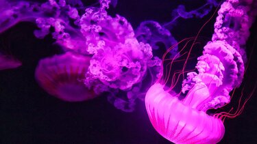 μωβ μέδουσα