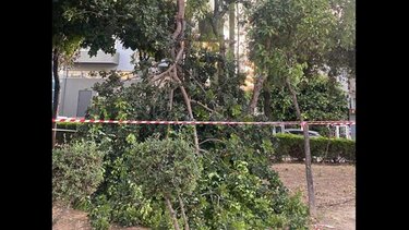 Κλαδί, πάρκο Περτσελάκη