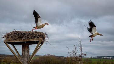 λευκοπελαργοι