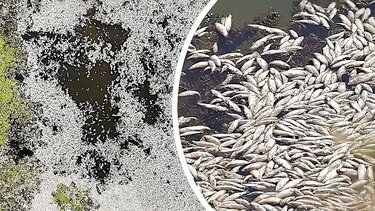 νεκρά ψάρια