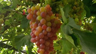 Σταφύλια επιτραπέζια