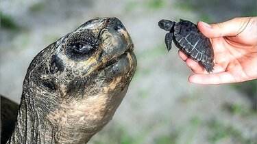 Χελώνα Γολιάθ