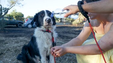 Πικέρμι σκύλος