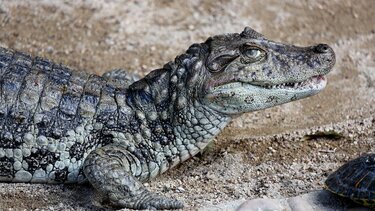 Αλιγάτορας