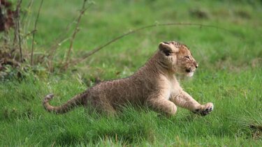 Λιονταρακι