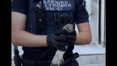 αστυνομικός, γεράκι