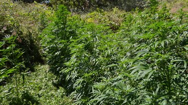 Κάνναβη Μαλεβίζι Δενδρύλλια