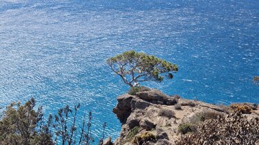 δέντρο λασίθι