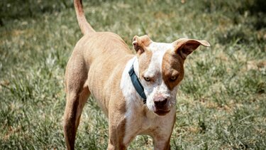 skylos skyli adespoto 