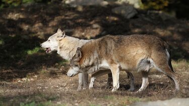 επιθέσεις, λύκοι