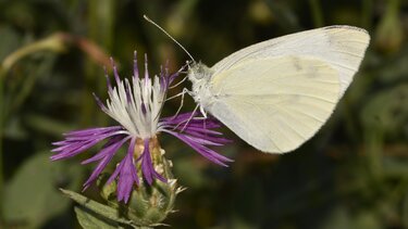 Centaurea diluta subsp. diluta 