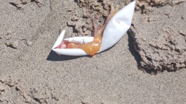 Φωλιά καρέτα καρέτα, Φαλάσαρνα