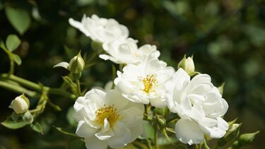 τριαντάφυλλα λευκά