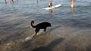 Σκύλος Καύσωνας