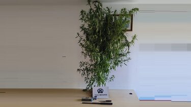 ταε-μεσαρας