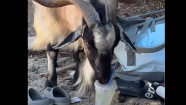 Kατσίκα πίνει… μοχίτο σε παραλία της Κρήτης