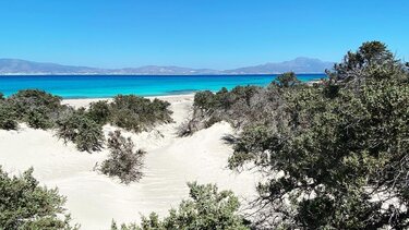 kedrodasos xrysi kentriki