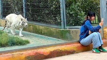 λευκη τιγρης