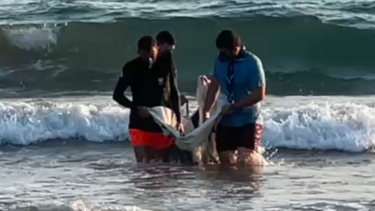 δελφίνι μυτιλήνη 