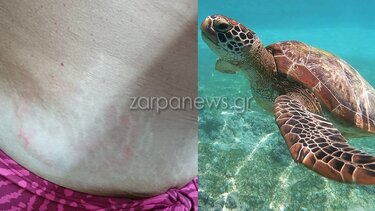 Χελώνα, Μαράθι