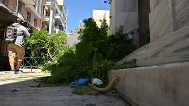 Πτώση δέντρου