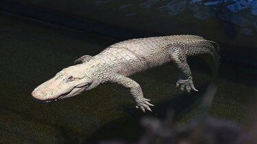 Ο αλμπίνο αλιγάτορας Κλοντ έγινε 30 ετών στις ΗΠΑ