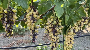 Αμπέλια, Καύσωνας