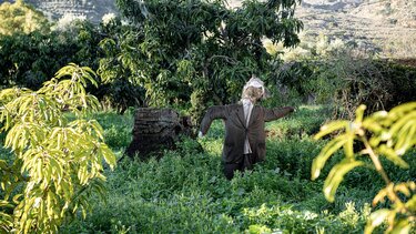 anagennisiakos kipos