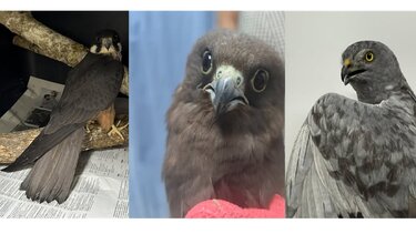 anima άγρια πτηνά