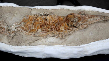 απολίθωμα Δελφινιού