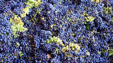 οινοστάφυλα