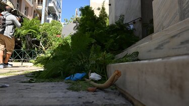 Γιατί πέφτουν τα δέντρα στην Αθήνα: Οι ευθύνες, ο έλεγχος της «υγείας» τους και οι αποζημιώσεις