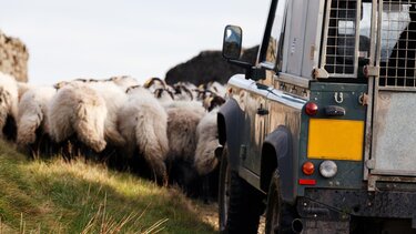 πρόβατα-αγροτικο