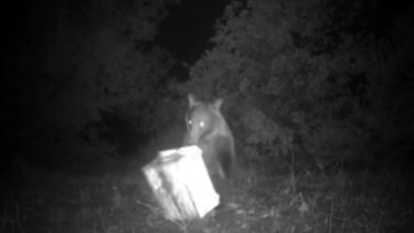 Φθιώτιδα, Αρκούδα