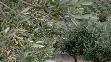 Ελιές με νερό