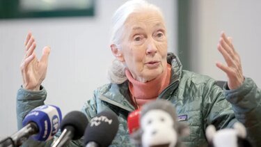 Τζέην Γκούντολ