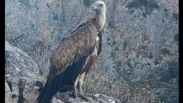 Γυπας-τοπολια