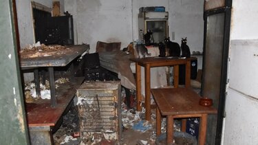 Πρωτοφανές πρόστιμο πάνω από 1,7 εκατ. ευρώ σε 63χρονο που βασάνιζε ζώα!