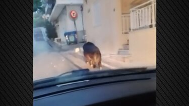 Αγριογούρουνο, Περιστέρι