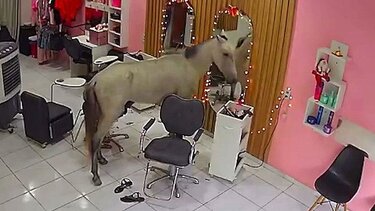 άλογο, κομμωτήριο