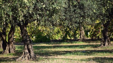 Δακοκτονία