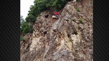 κατσίκες ευρυτανια