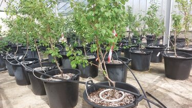 Φυτά, ΕΛΓΟ Δήμητρα