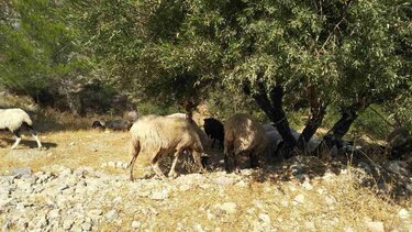 πρόβατα αγροζημιές 