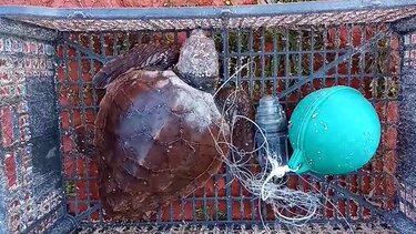 Χελώνα, Επανέντεξη