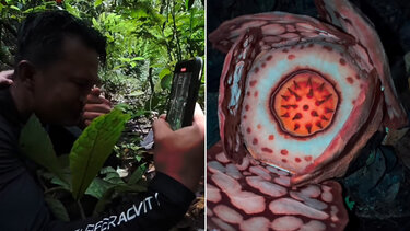 Επιστήμονας ανακάλυψε στη Σουμάτρα ένα από τα σπανιότερα φυτά του κόσμου και... έβαλε τα κλάματα - Βίντεο