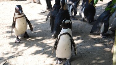 αφρικανικοί πιγκουίνοι 