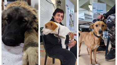 Ολοκληρώθηκε η νέα δράση του Δήμου Μινώα Πεδιάδας για τη διαχείριση των ζώων συντροφιάς – 198 στειρώσεις, 199 ηλεκτρονικές σημάνσεις και 40 δείγματα DNA