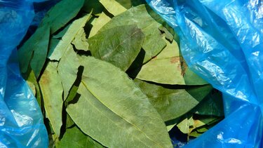 Φύλλα Κόκας, Κοκαΐνη