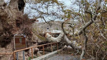 Κράσι, Μνημειακός Πλάτανος